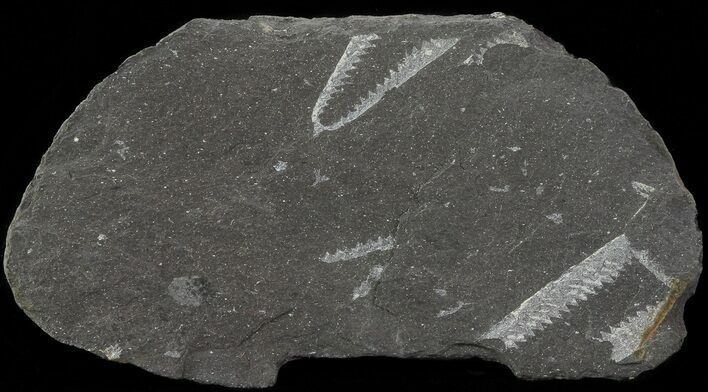 Fossil Graptolites (Didymograptus) - Great Britain #67997